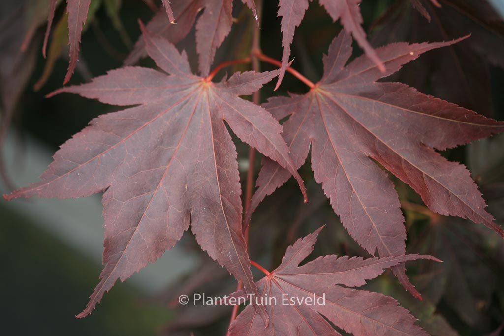Acer palmatum ‘Taimin-nishiki’