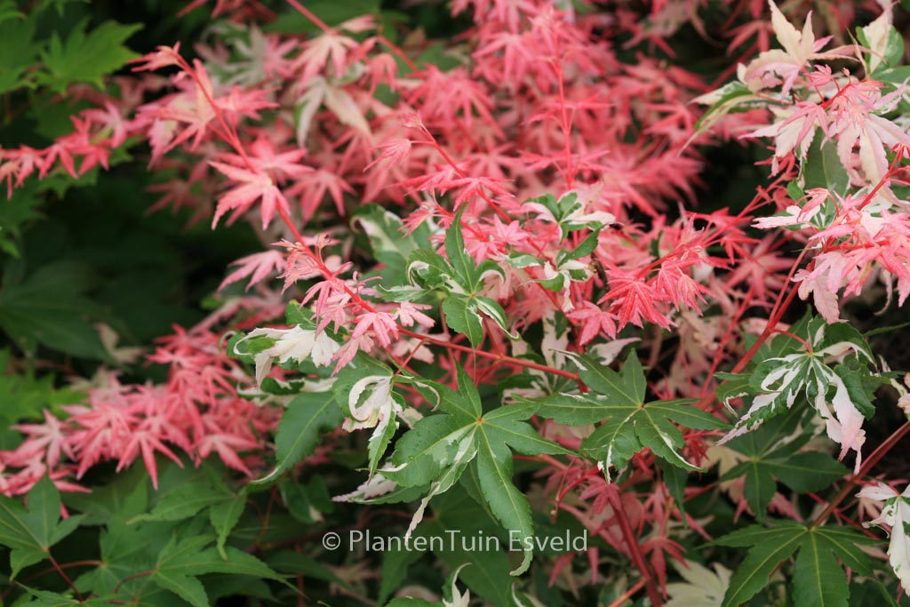 Acer palmatum ‘Taiyoh-nishiki’