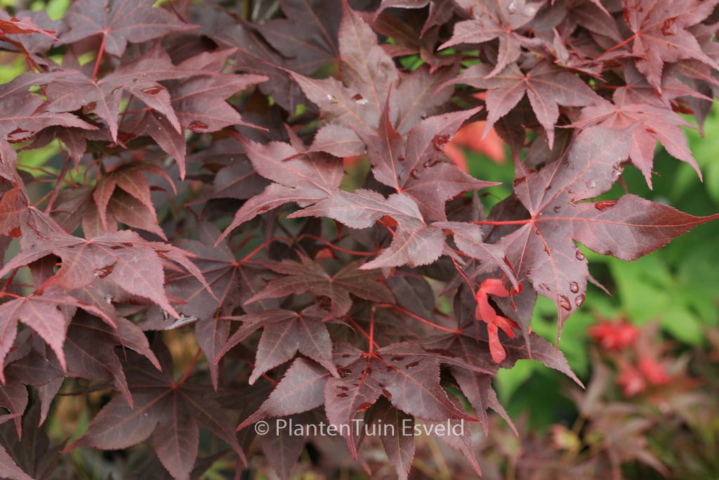 Acer palmatum ‘Takao-beni’