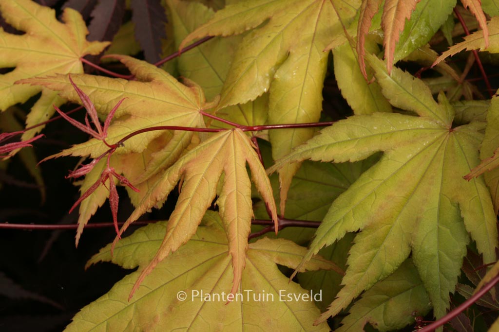 Acer palmatum ‘Takatori’