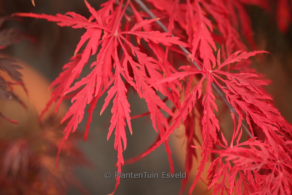Acer palmatum ‘Tamuke-yama’