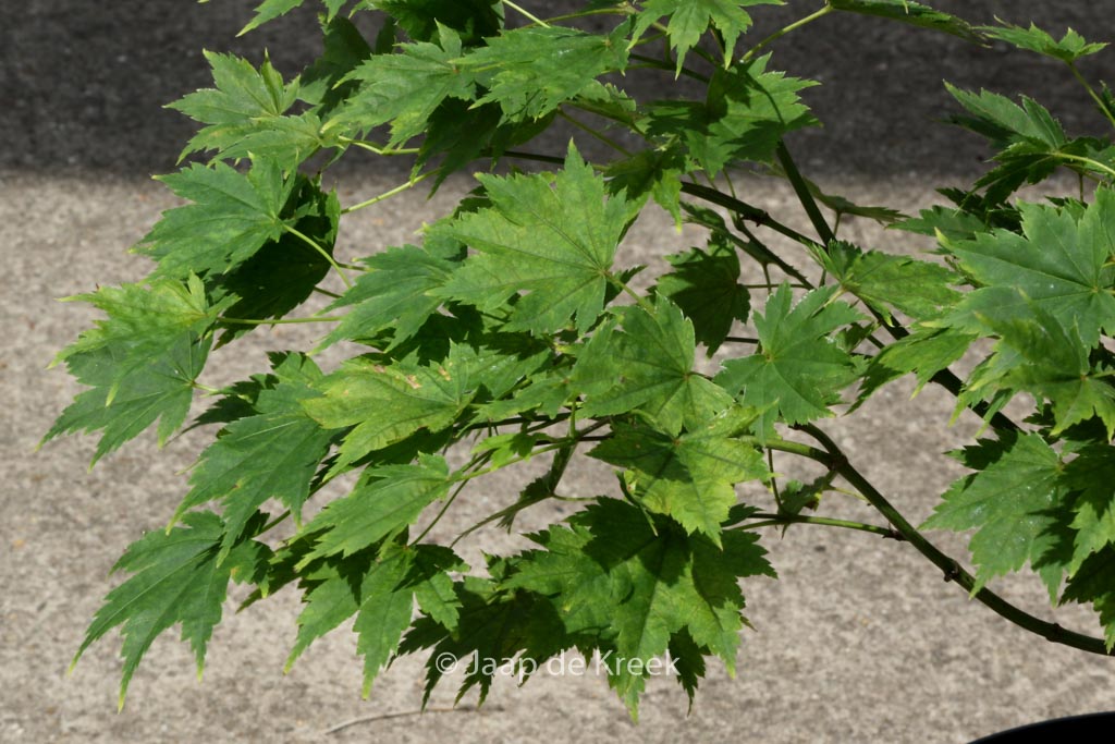 Acer palmatum ‘Tani-gawa-dake’