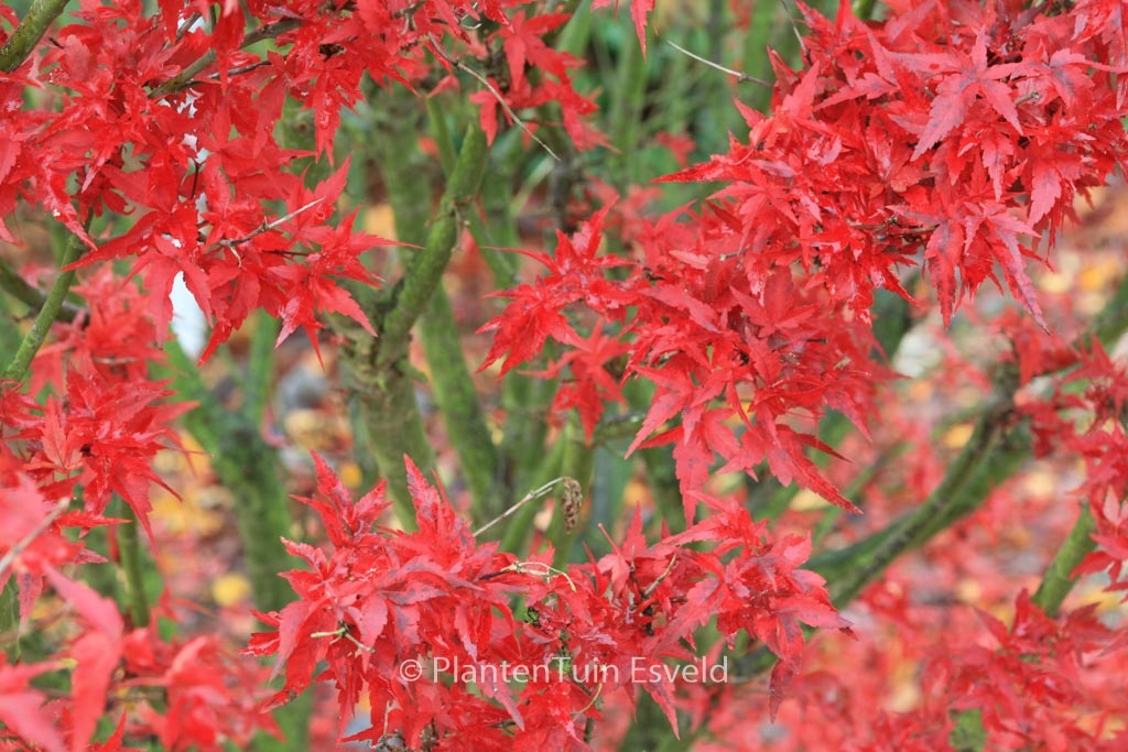Acer palmatum ‘Taroh-yama’