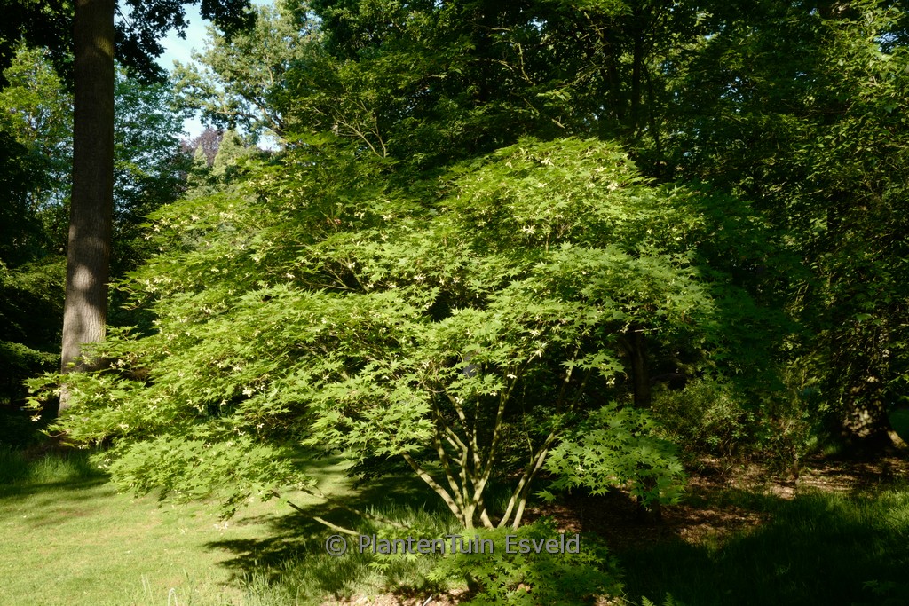 Acer palmatum ‘Tatsuta gawa’