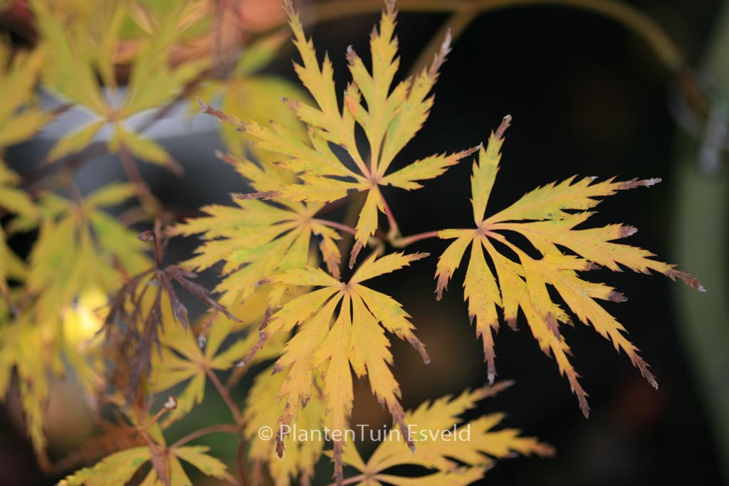 Acer palmatum ‘Tatsuta-gire’