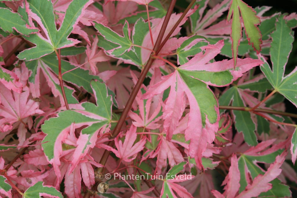 Acer palmatum ‘Taylor’