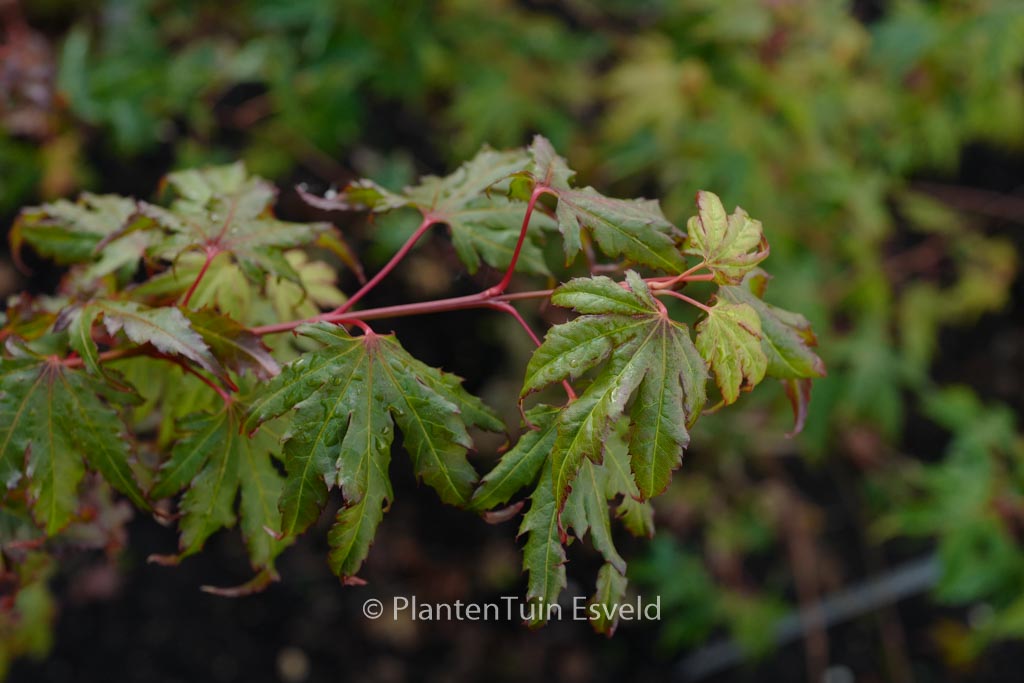 Acer palmatum ‘Tess’
