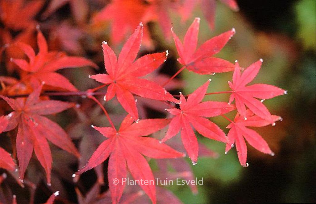 Acer palmatum ‘The Bishop’