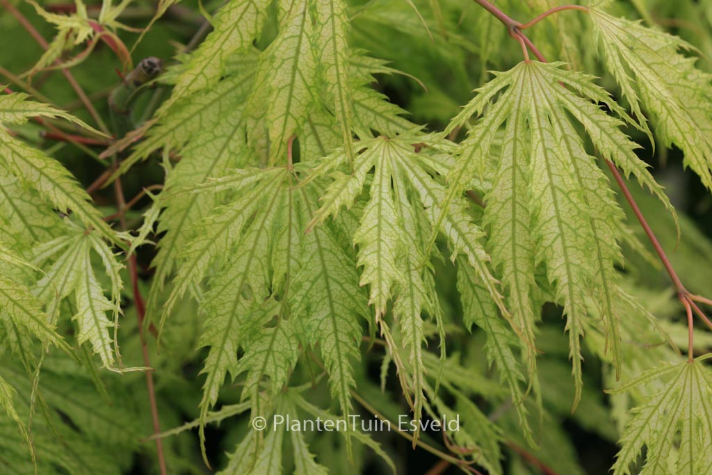 Acer palmatum ‘Tiger Rose’