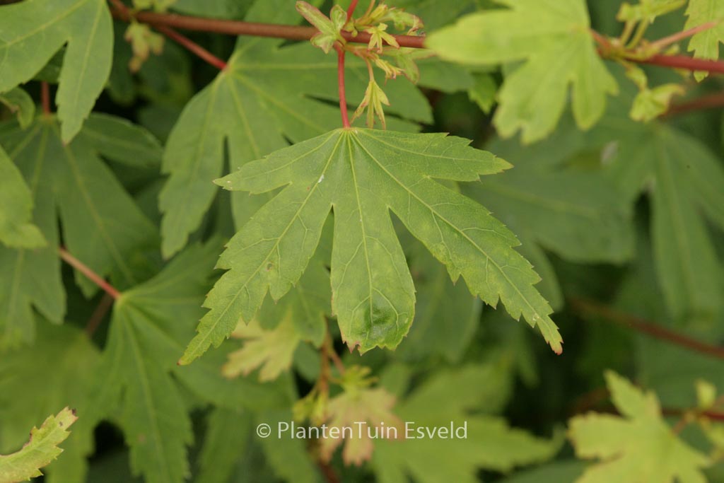 Acer palmatum ‘Tiny Tim’