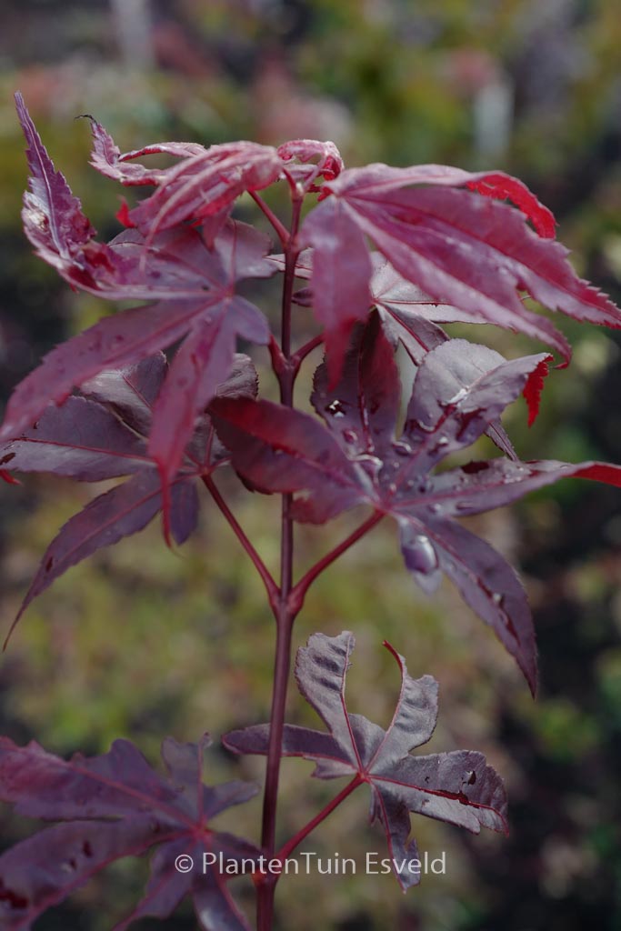 Acer palmatum ‘Torchlight’