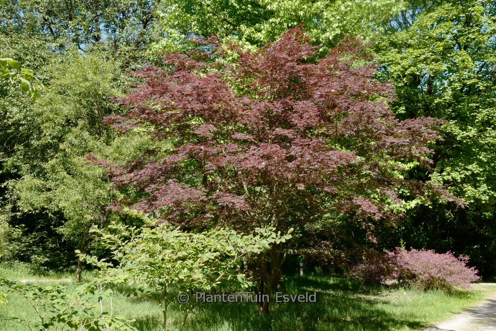 Acer palmatum ‘Trompenburg’