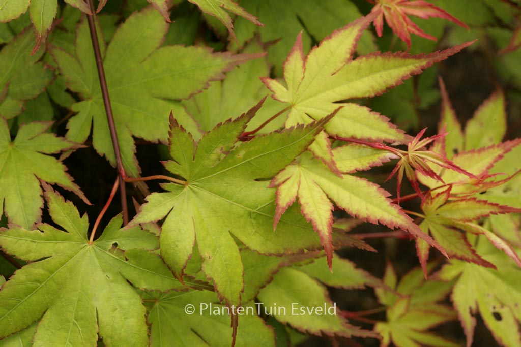 Acer palmatum ‘Tsuma-beni’