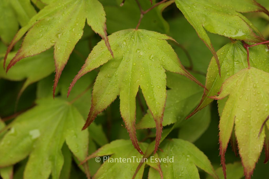 Acer palmatum ‘Tsuma-gaki’