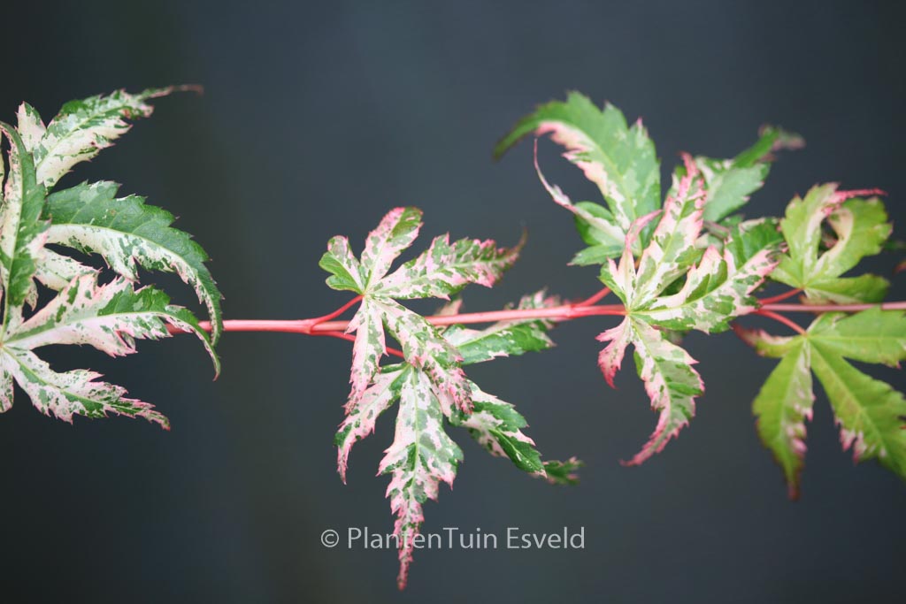 Acer palmatum ‘Tsuru-no-mai’