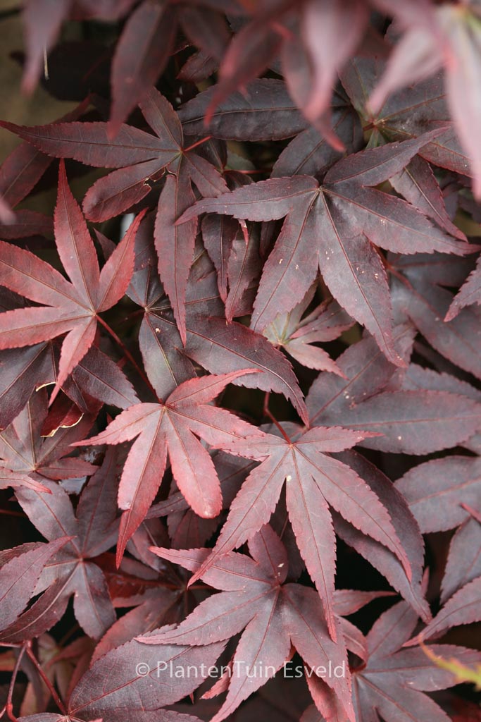 Acer palmatum ‘Twombly’s Red Sentinel’