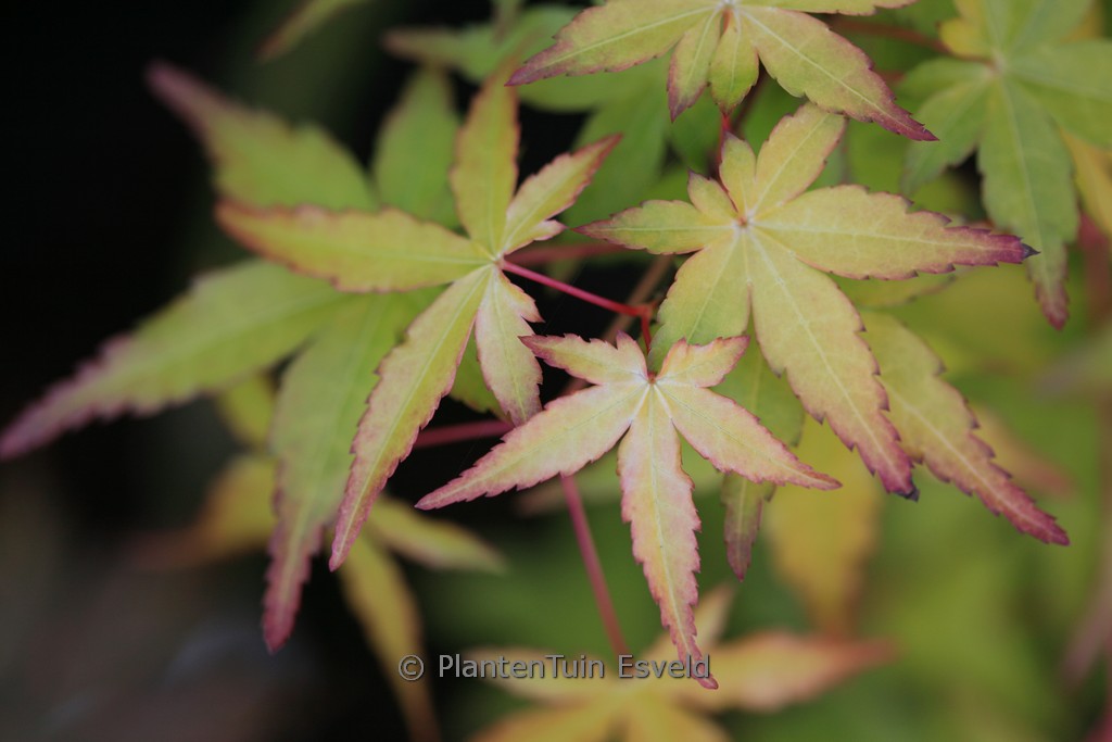 Acer palmatum ‘Ueno homare’