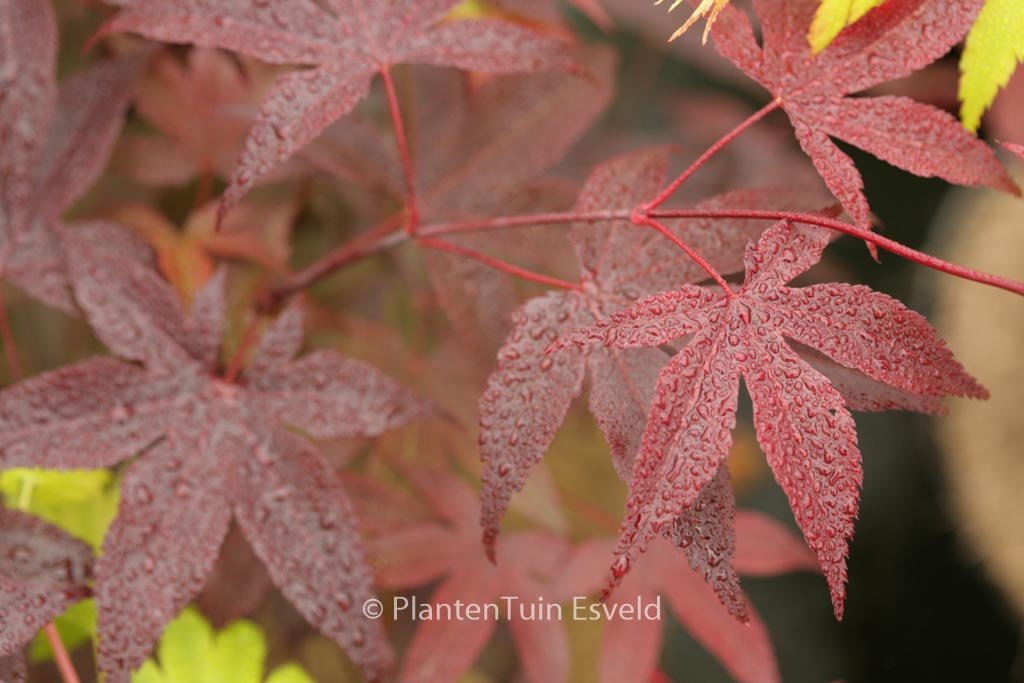 Acer palmatum ‘Uncle Red’