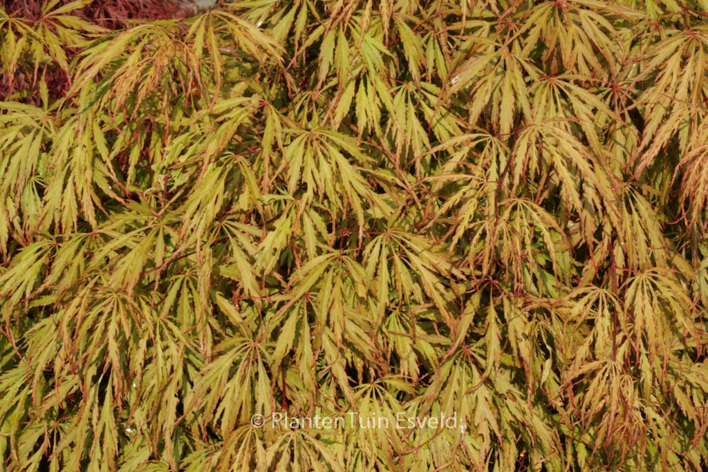 Acer palmatum ‘Usu-beni-shidare’