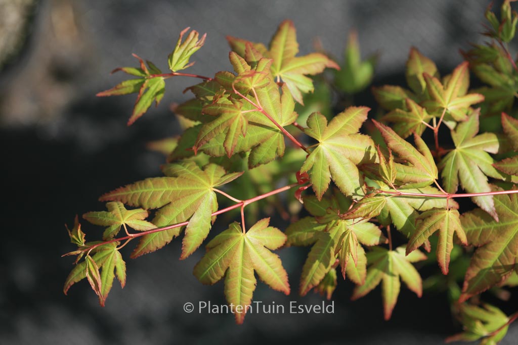 Acer palmatum ‘Uta-fuku’
