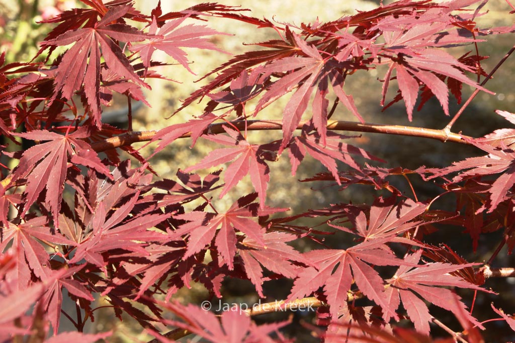 Acer palmatum ‘Uta-hime’