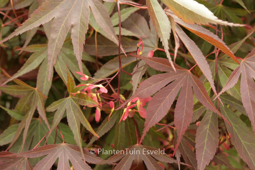 Acer palmatum ‘Vandermoss Red’