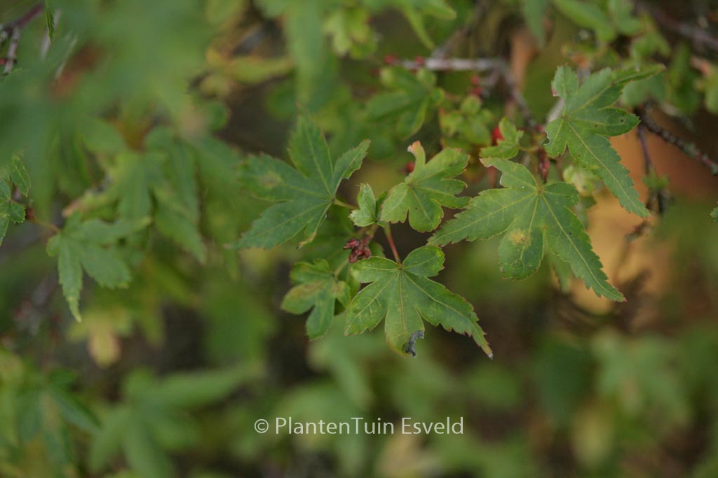 Acer palmatum ‘Vic’s Broom’