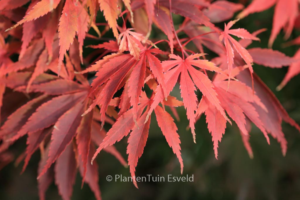Acer palmatum ‘Wakehurst Pink’