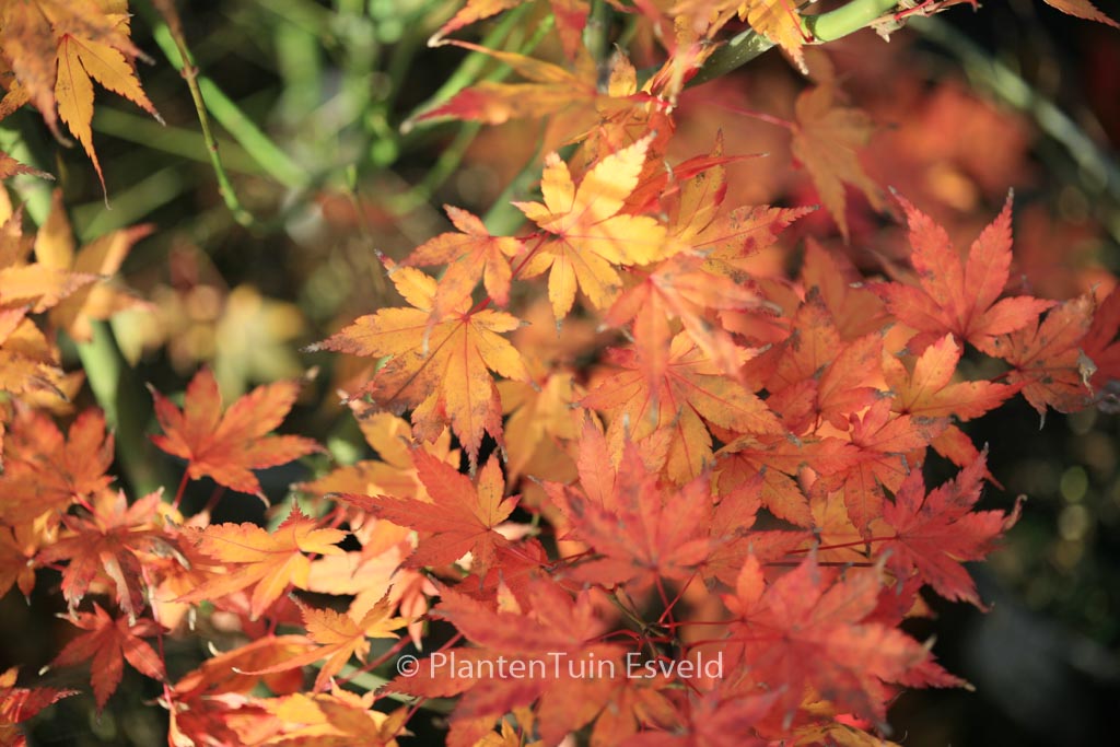 Acer palmatum ‘Wendy’