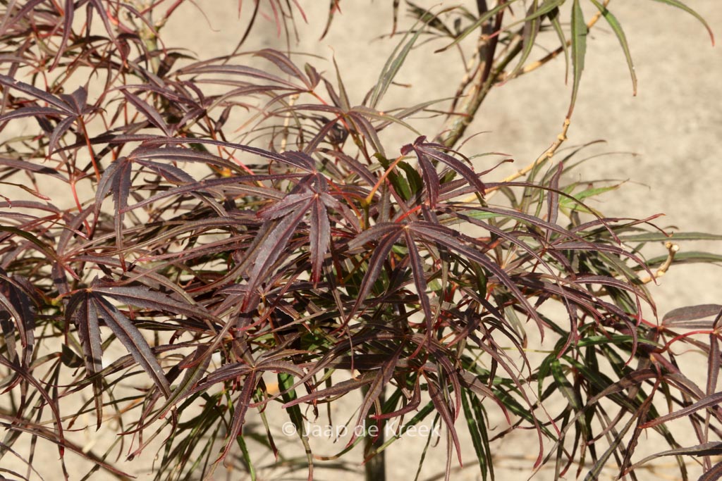 Acer palmatum ‘Wentachee Red’