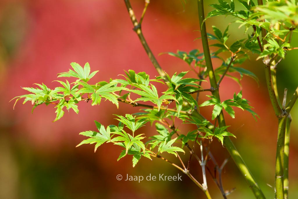 Acer palmatum ‘Werner’s Pagoda’