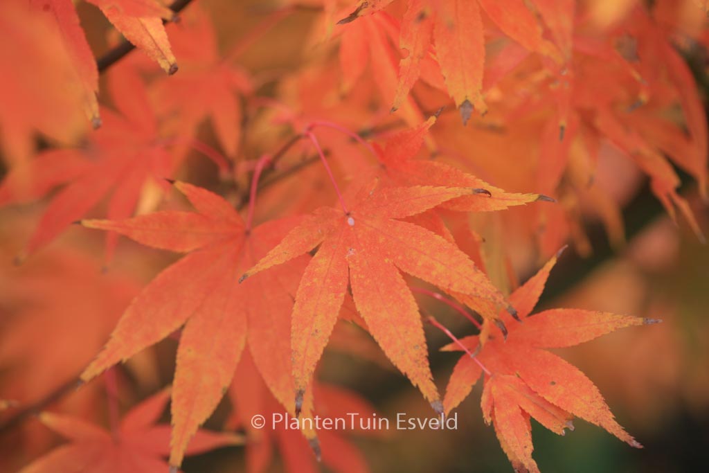Acer palmatum ‘Westonbirt Orange’