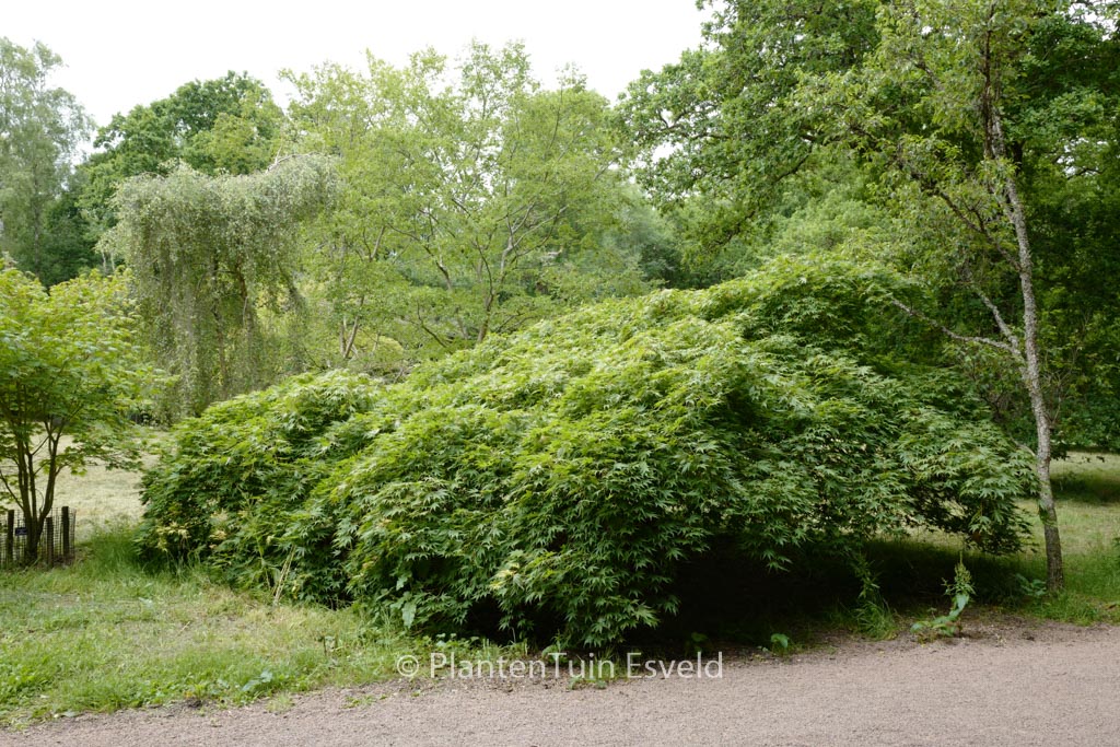 Acer palmatum ‘Westonbirt Spreading Star’