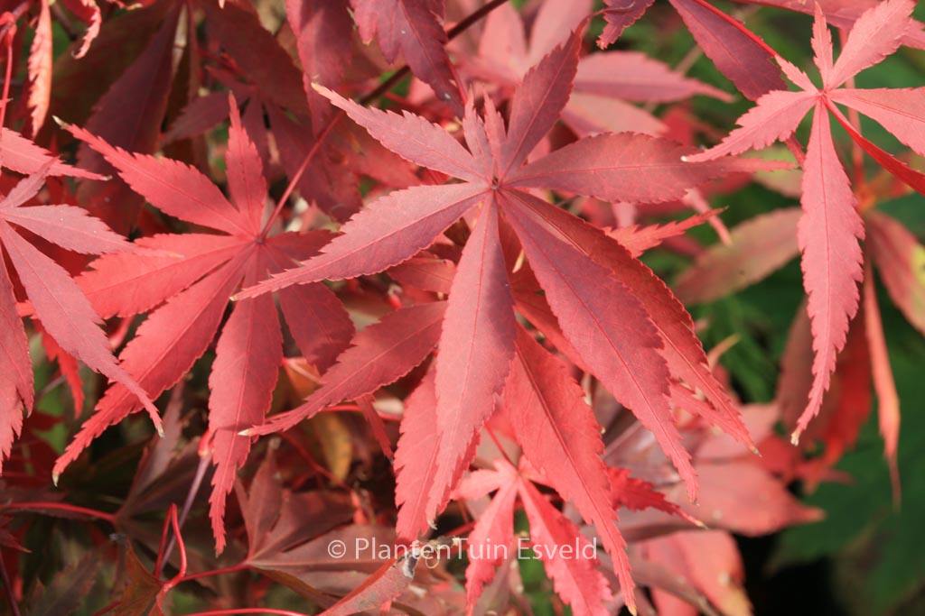 Acer palmatum ‘Wild Goose’