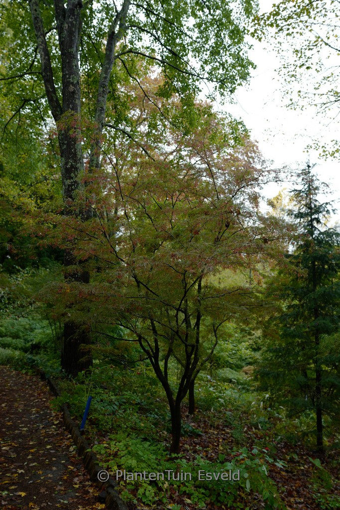 Acer palmatum ‘Willowleaf’