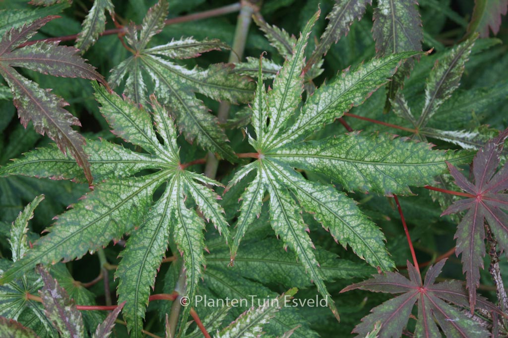 Acer palmatum ‘Will’s Devine’