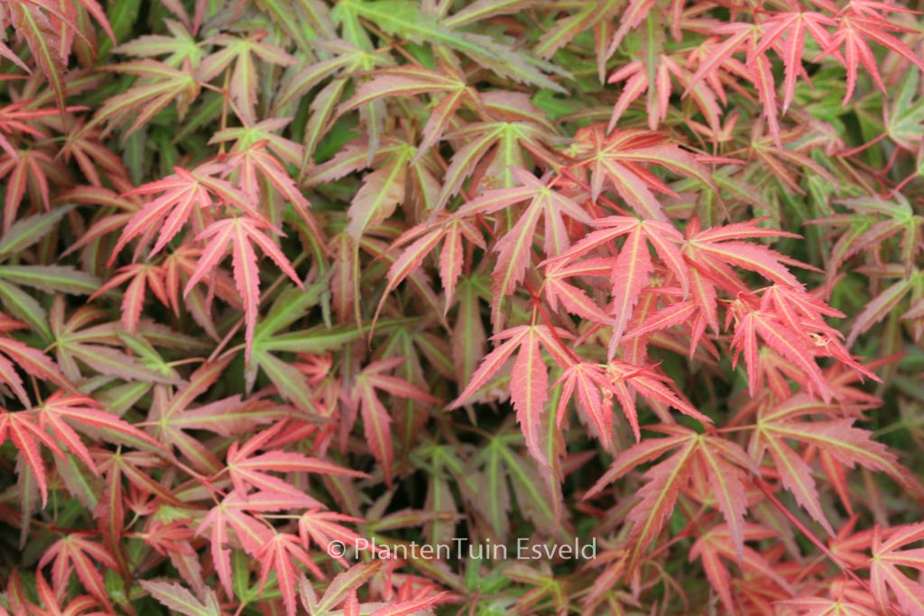 Acer palmatum ‘Wilson’s Pink Dwarf’