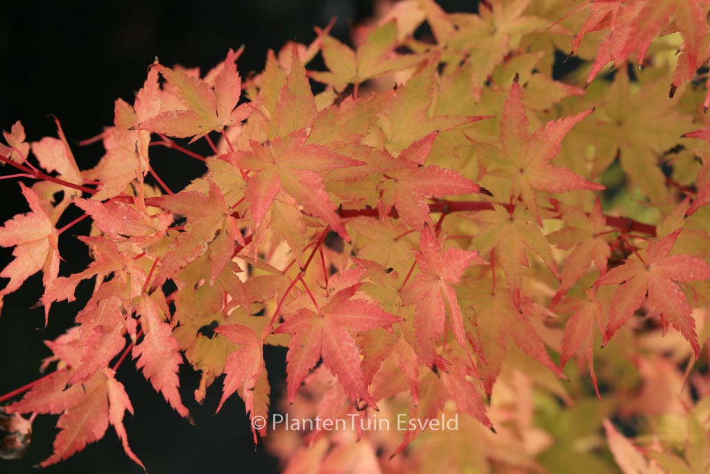 Acer palmatum ‘Winter Flame’