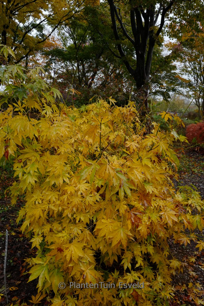 Acer palmatum ‘Wintergold’