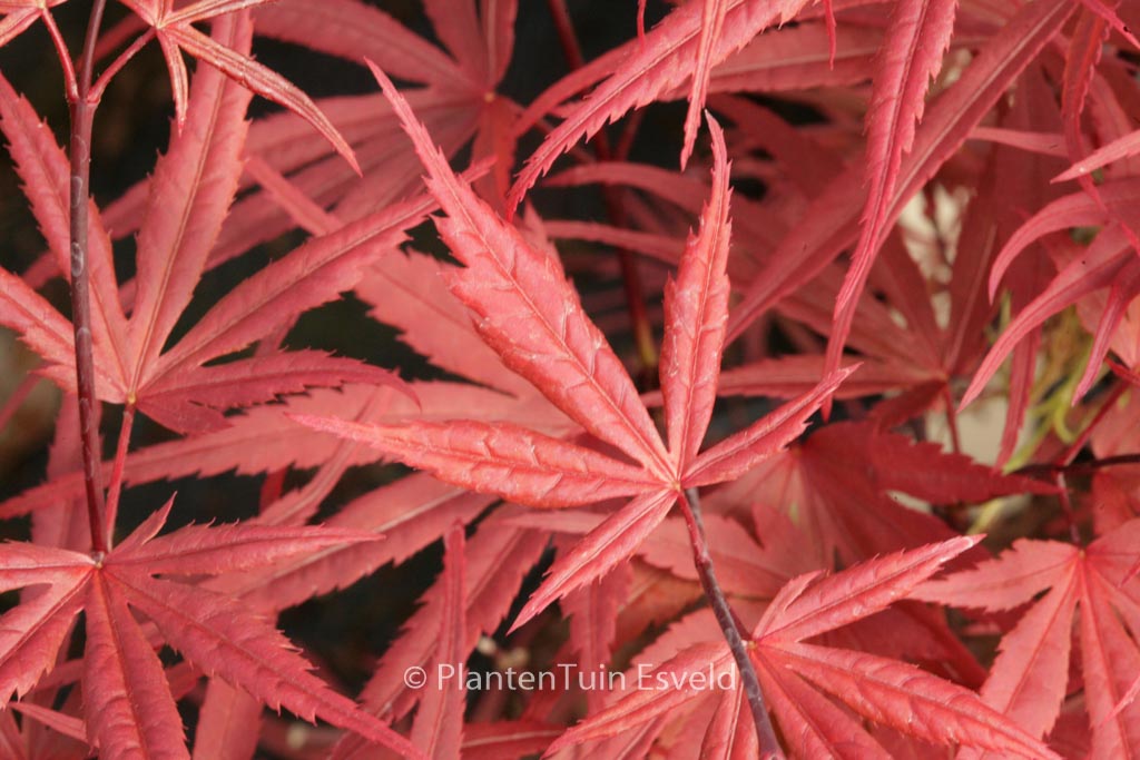 Acer palmatum ‘Wood’s Linearilobum Selection’