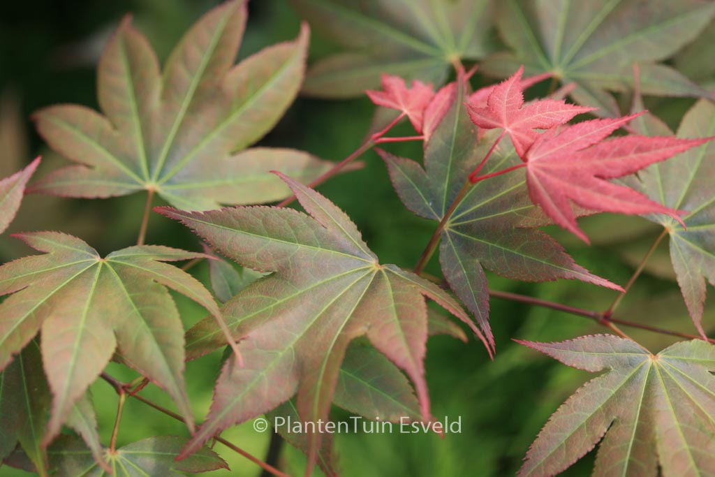 Acer palmatum ‘Yadawara’