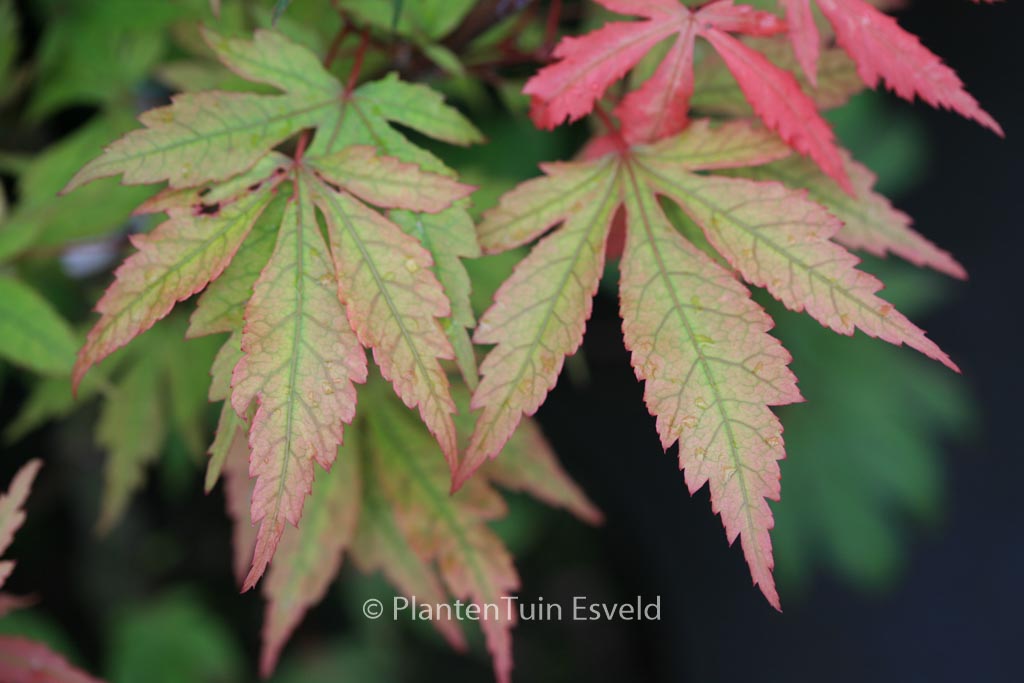 Acer palmatum ‘Yagyu-no-sato’
