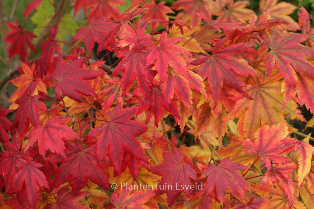 Acer palmatum ‘Yama-otome’