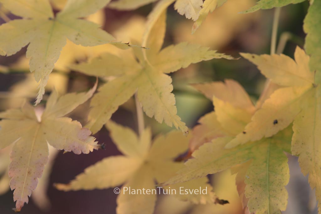 Acer palmatum ‘Yamato-ao-yagi’