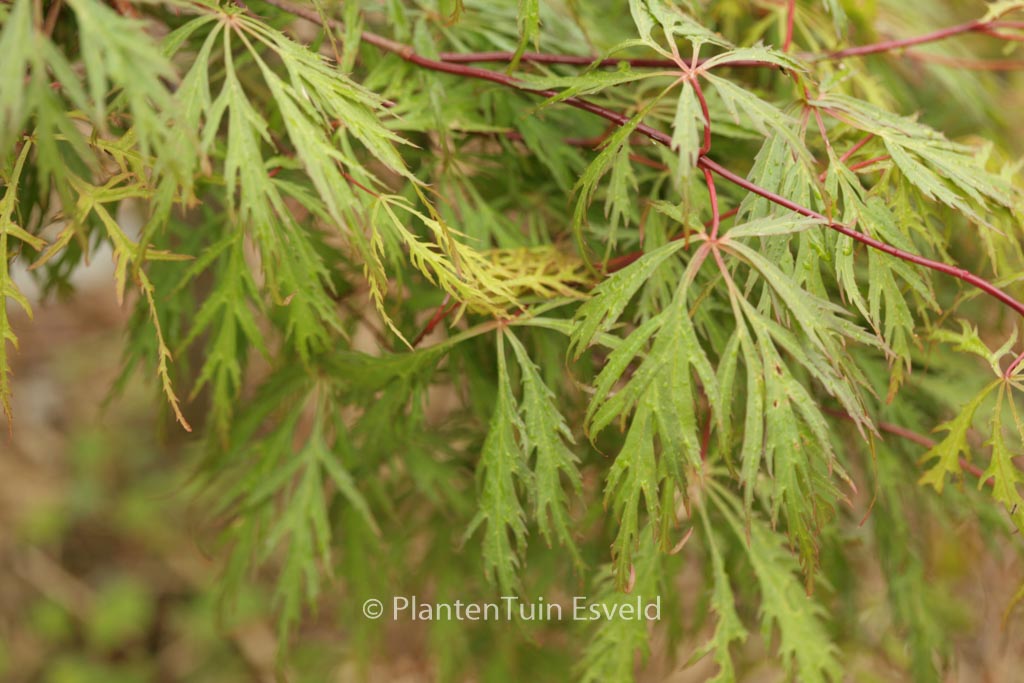 Acer palmatum ‘Yamato-shidare’