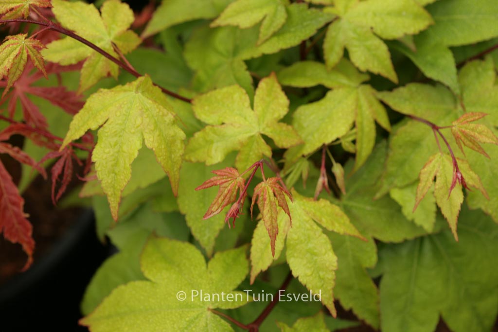 Acer palmatum ‘Yellow Bird’