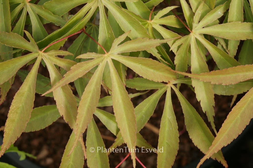 Acer palmatum ‘Yoshimizu’