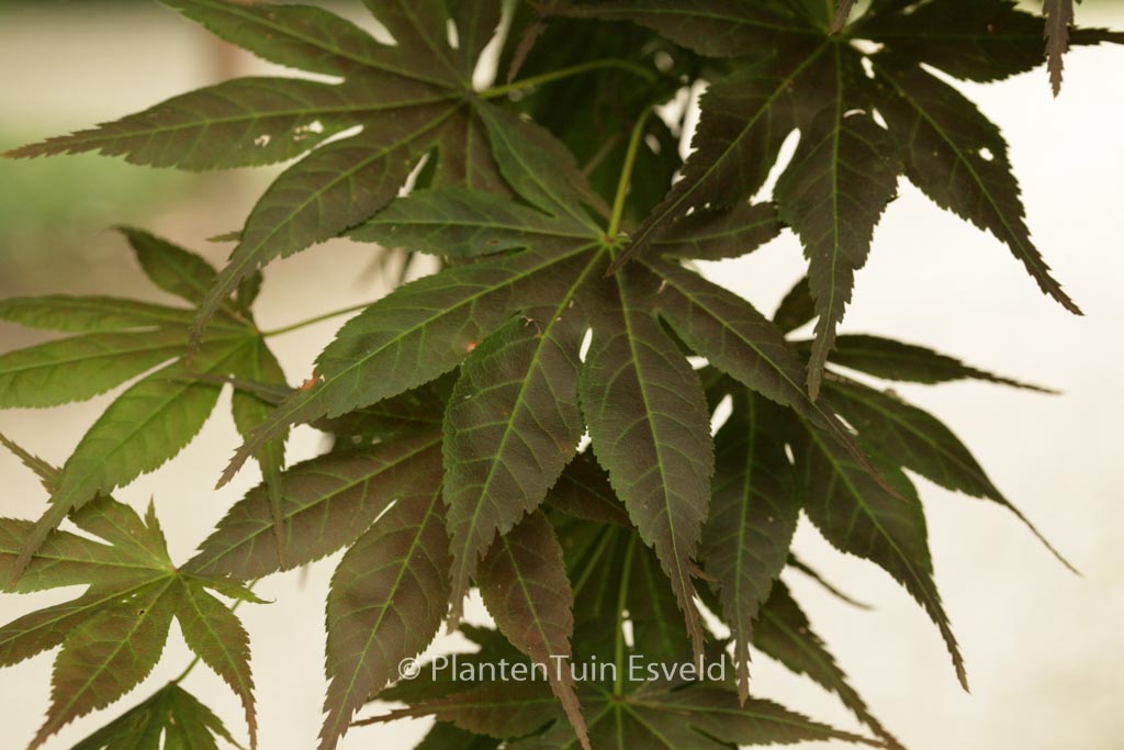 Acer palmatum ‘Yugure’