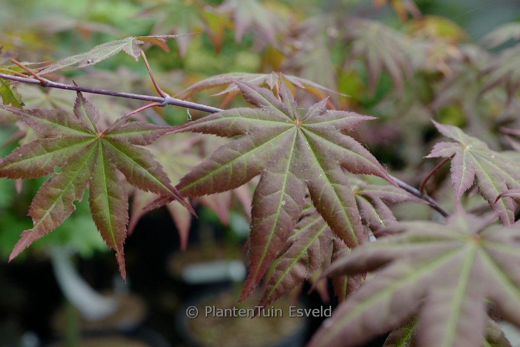 Acer palmatum ‘Zokumei’