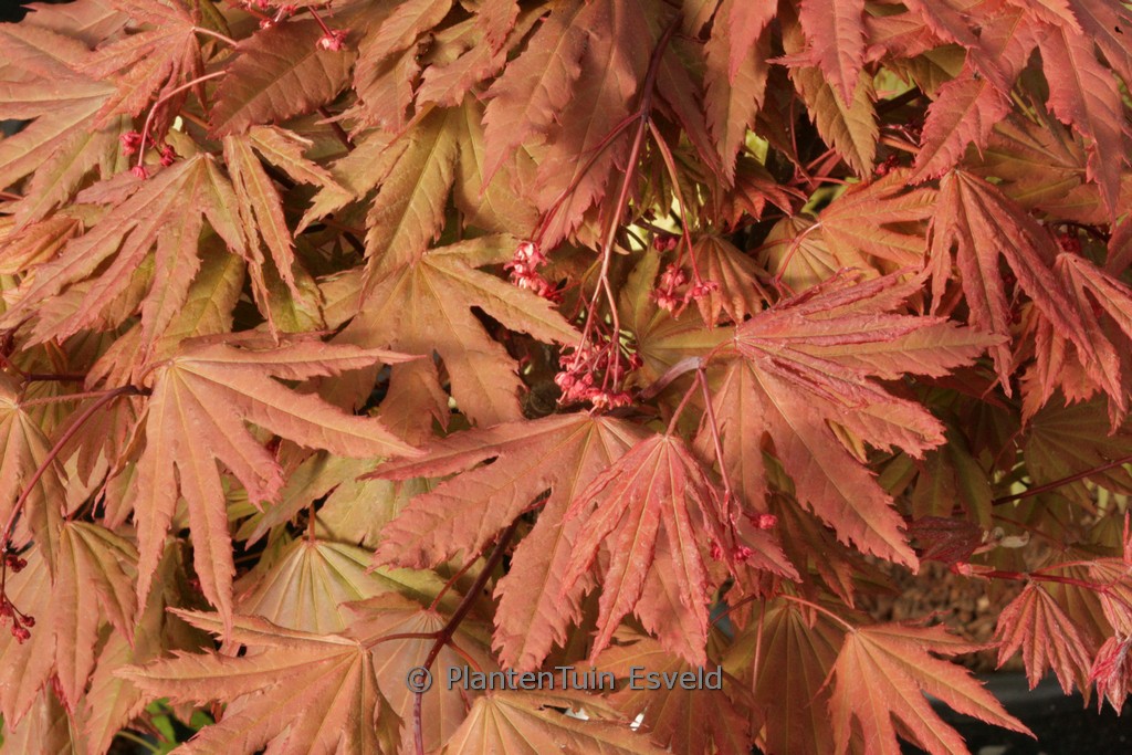 Acer palmatum (circinatum) ‘Ki-setsudoe’